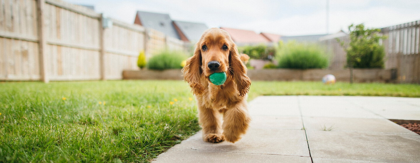 Dog store outdoor play